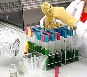 Preparando mostras para análises microbiolóxicos.