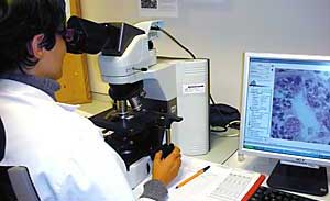 Observación de preparacións histolóxicas con microscopio óptico.