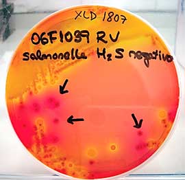 Investigación de Salmonella spp.