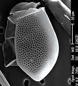 Dinophysis acuta