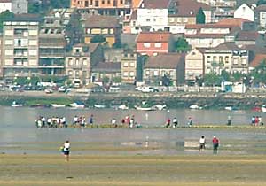Tódolos grupos de moluscos bivalvos obtidos mediante o marisqueo, son rigurosamente controlados.